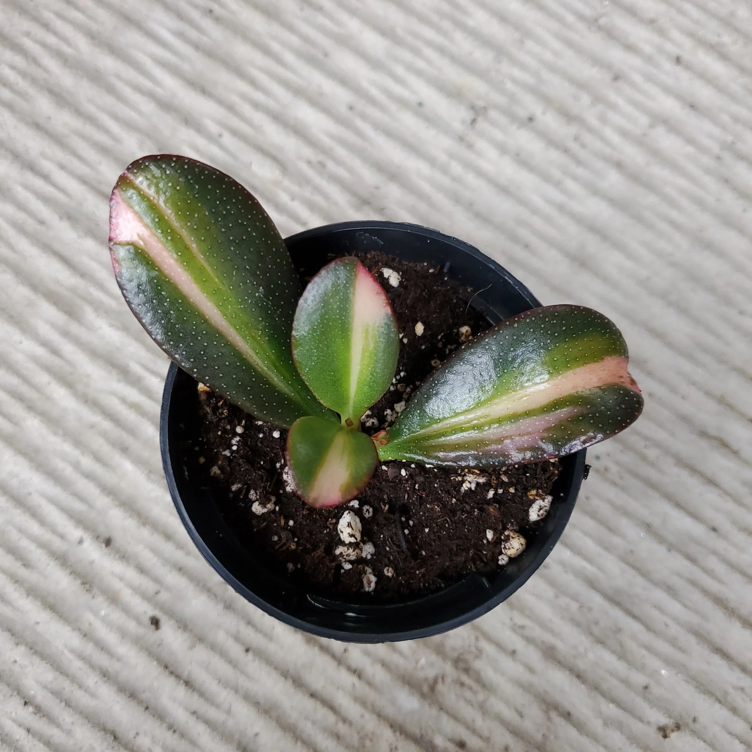 Crassula ovata 'Obliqua' f. variegata – Image 2