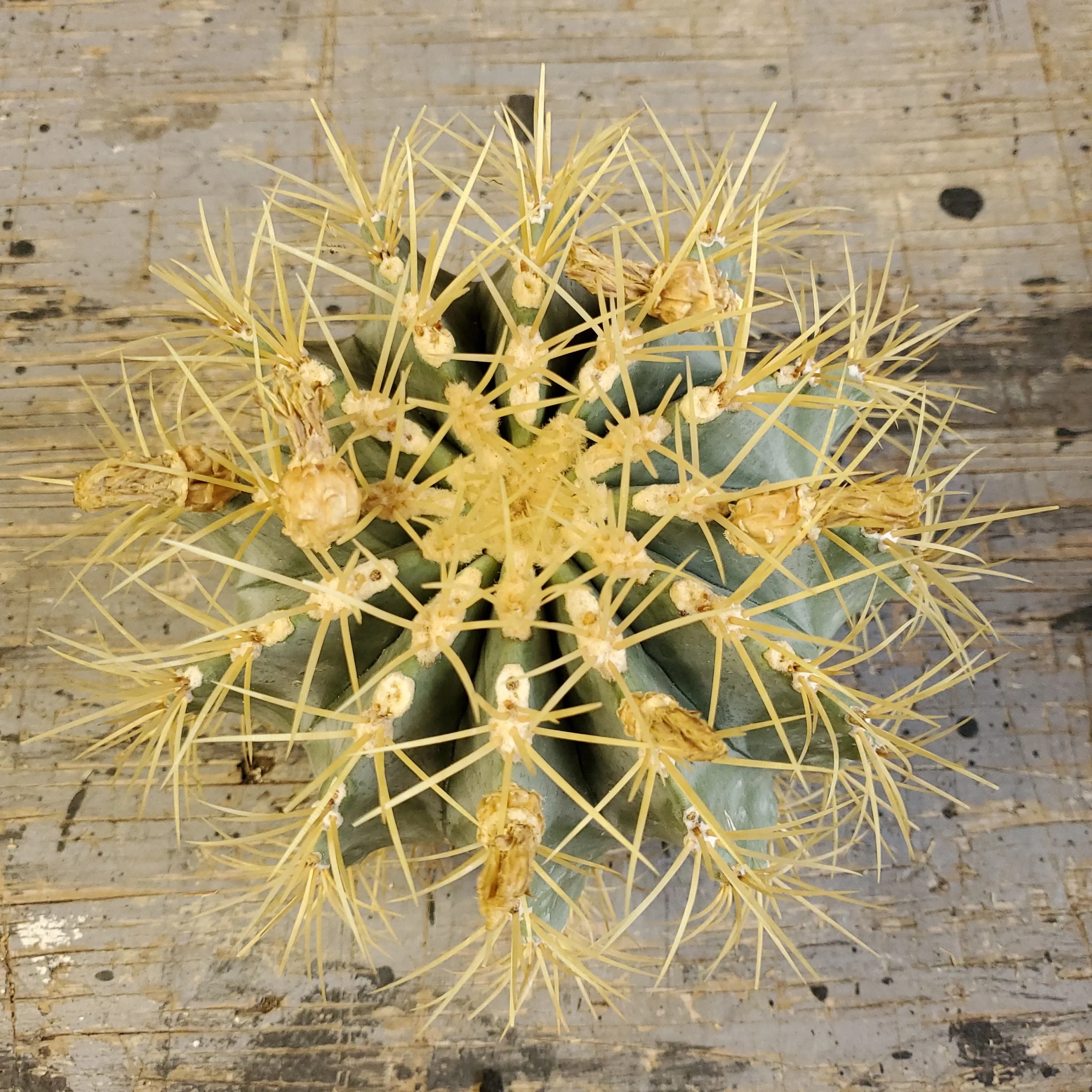 Ferocactus glaucescens – Image 2