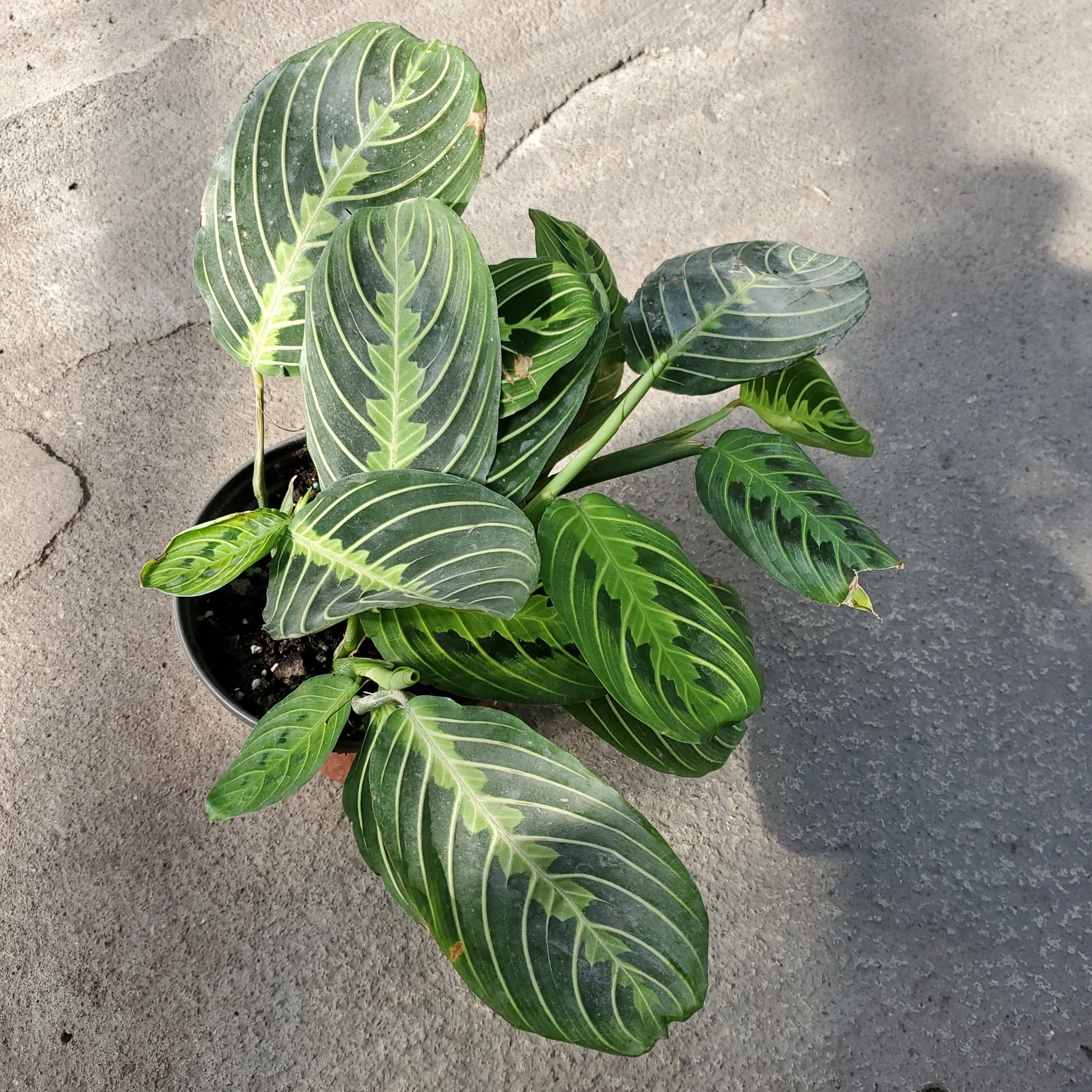 Maranta leuconeura 'Lemon lime' – Image 4