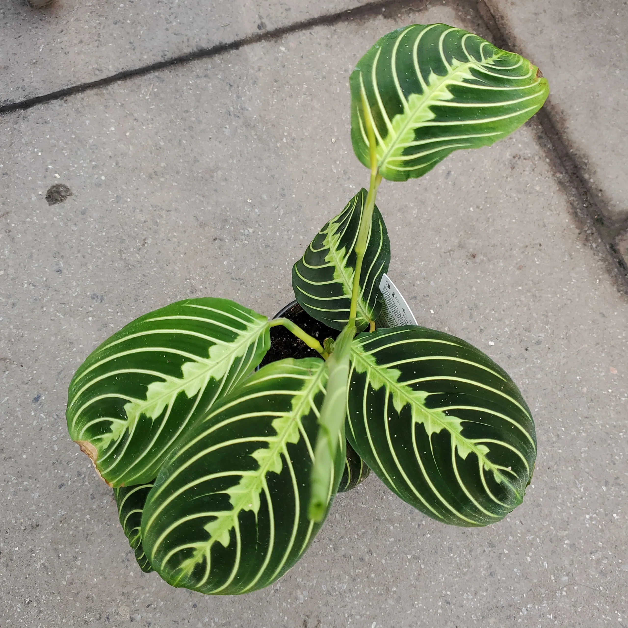 Maranta leuconeura 'Lemon lime' – Image 2
