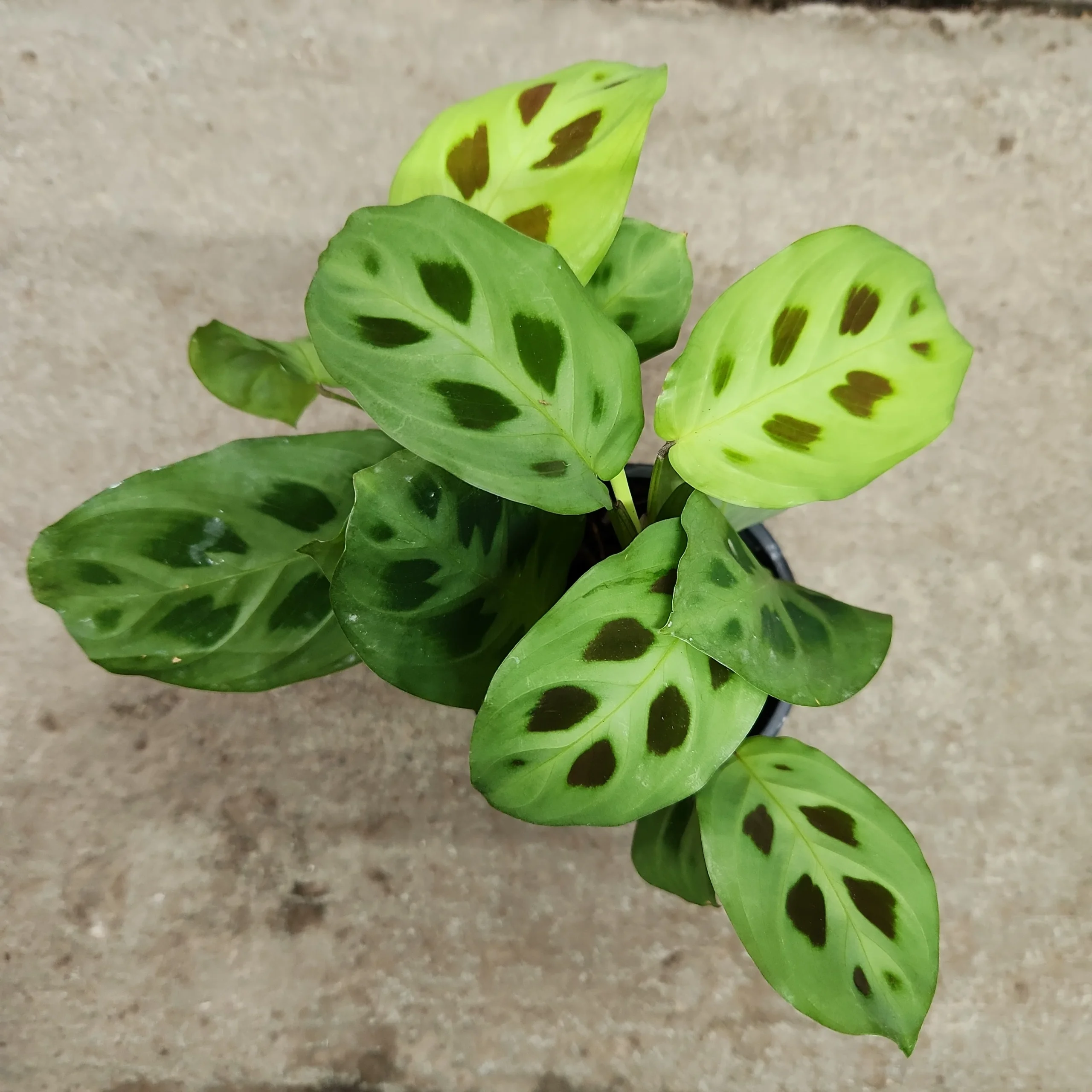 Maranta leuconeura 'Kerchoveana' – Image 2