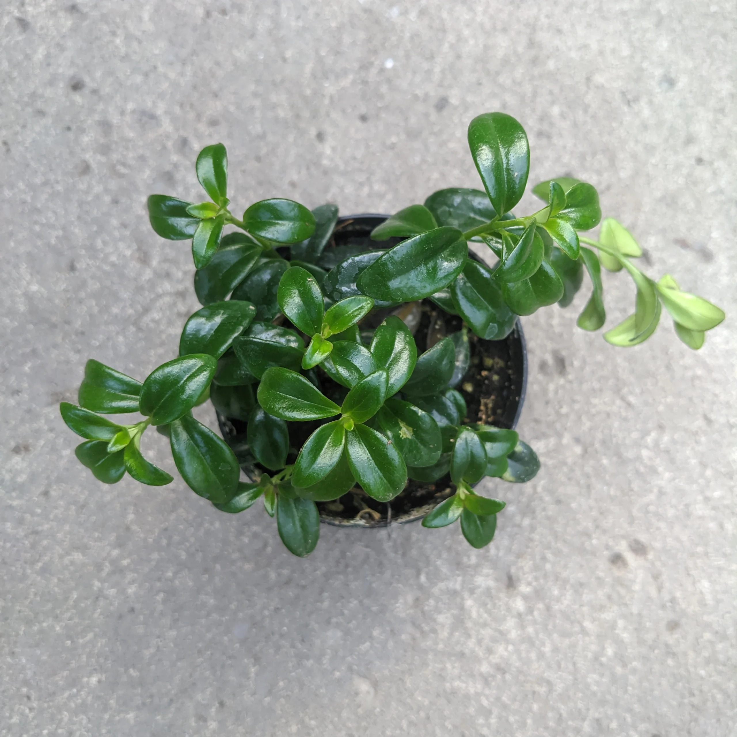 Nematanthus gregarius – Image 3
