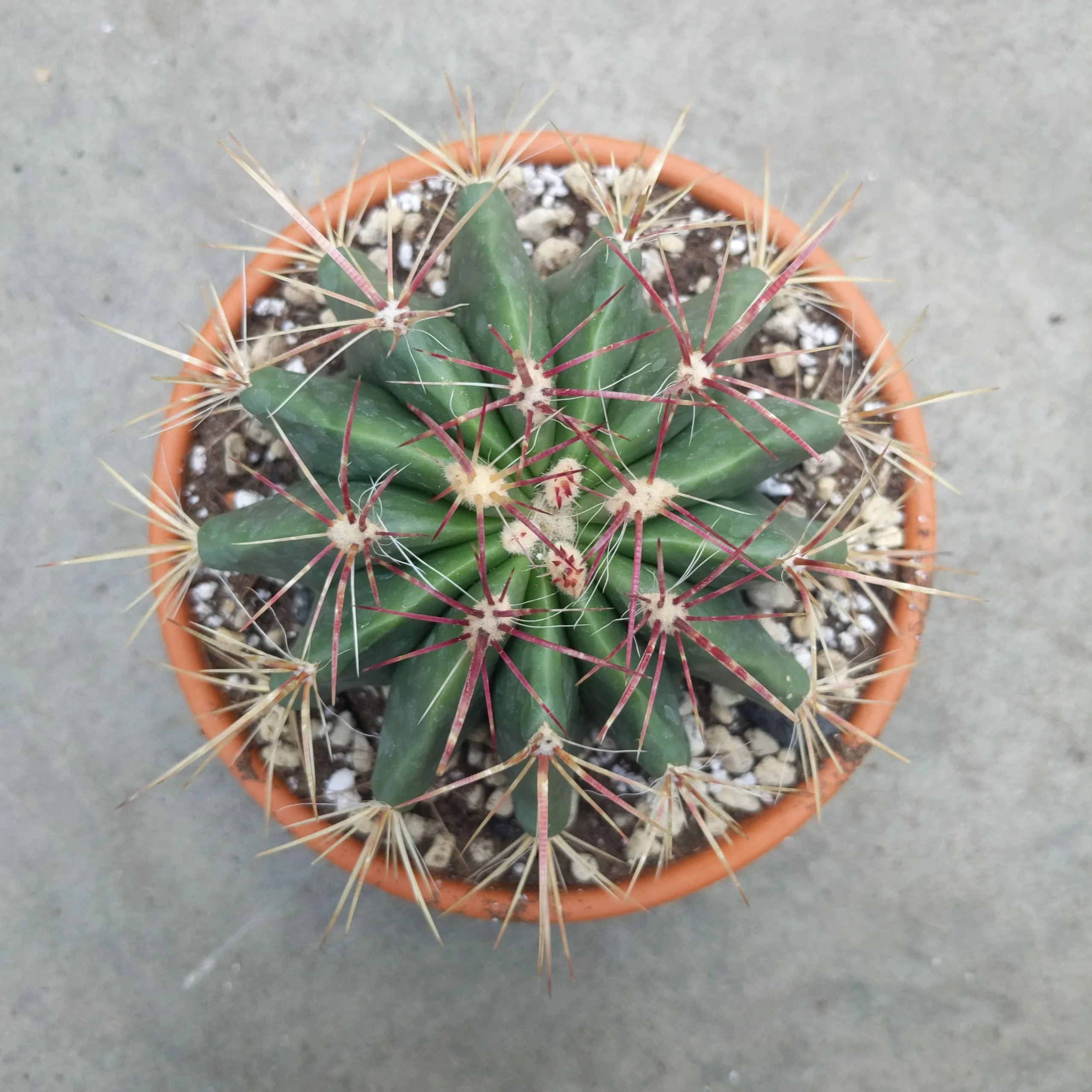 Ferocactus stainesii – Image 2