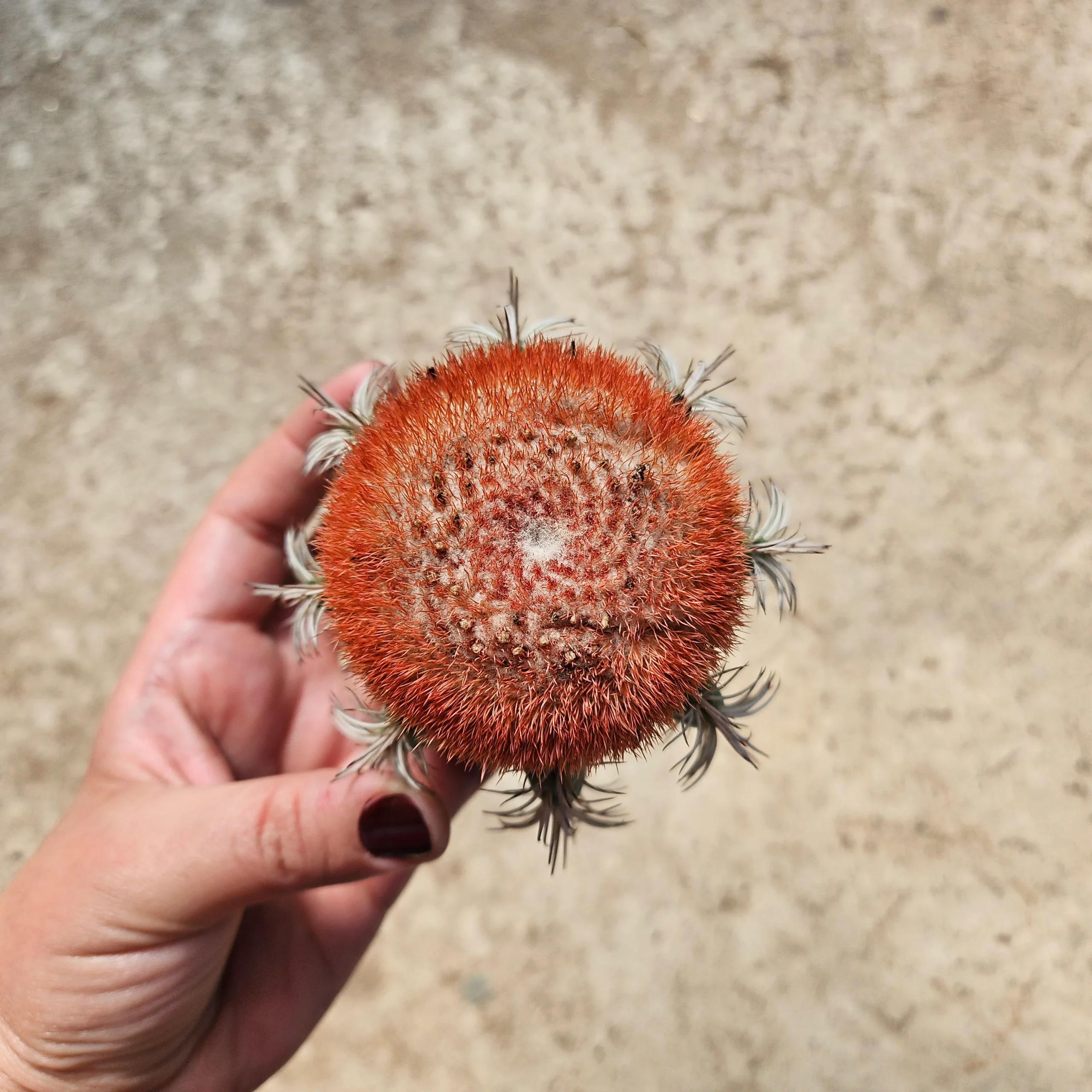 Melocactus matanzanus – Image 2