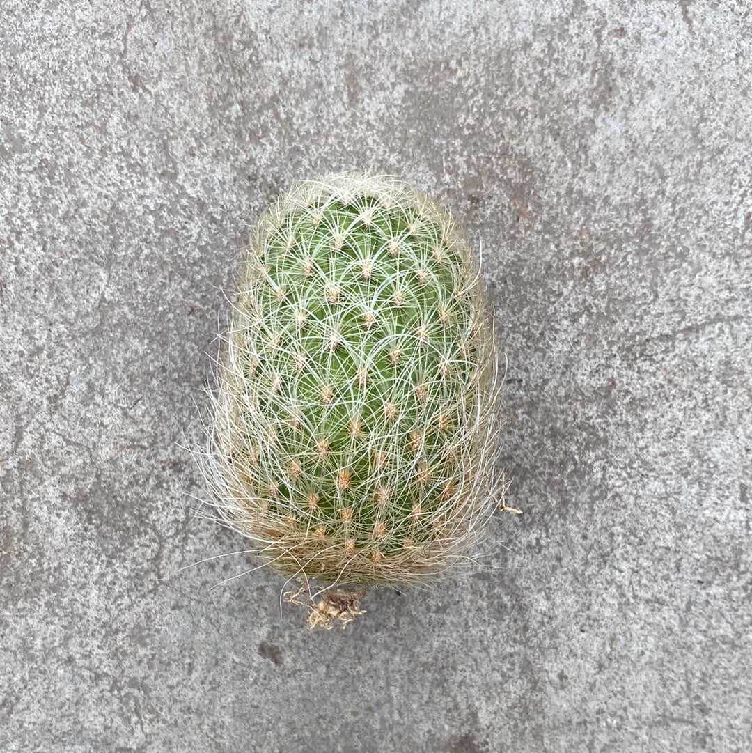 Neoporteria nidus – Image 3