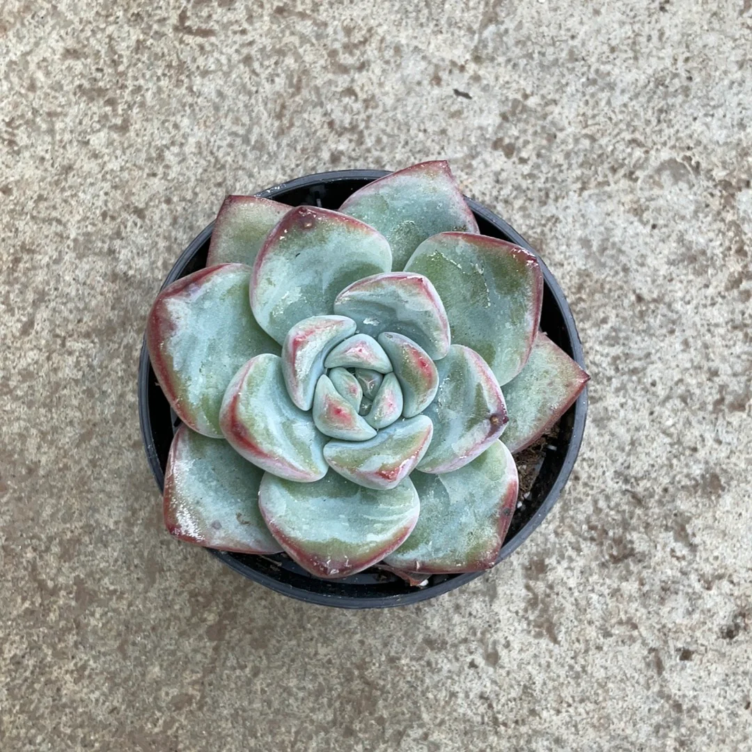 Echeveria amabeier – Image 2