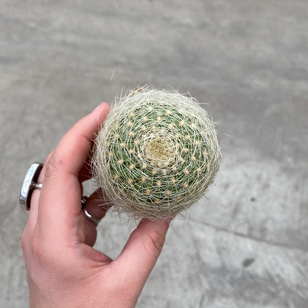 Neoporteria nidus – Image 2