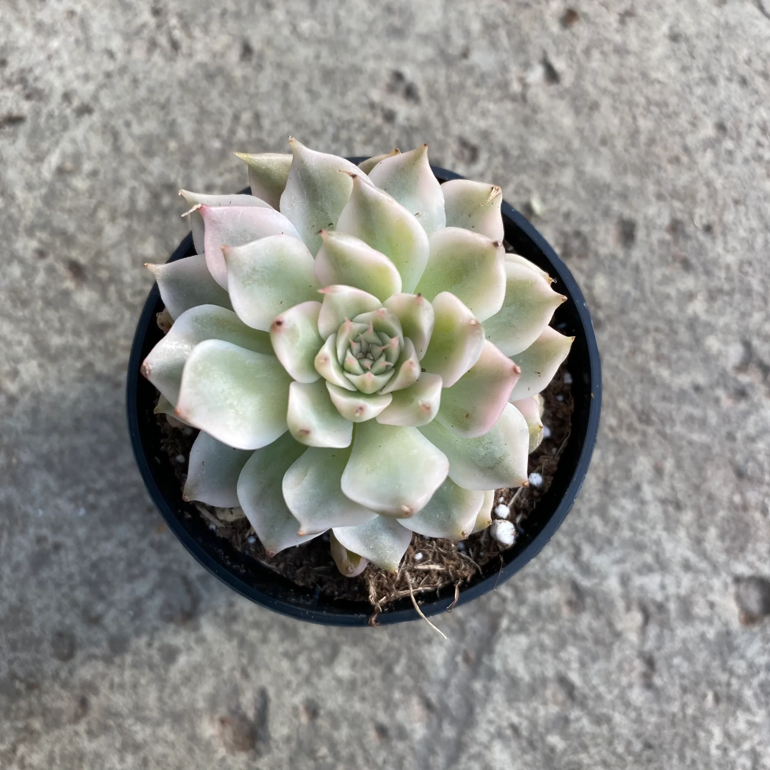 Echeveria 'Margarete Reppin variegata' – Image 2
