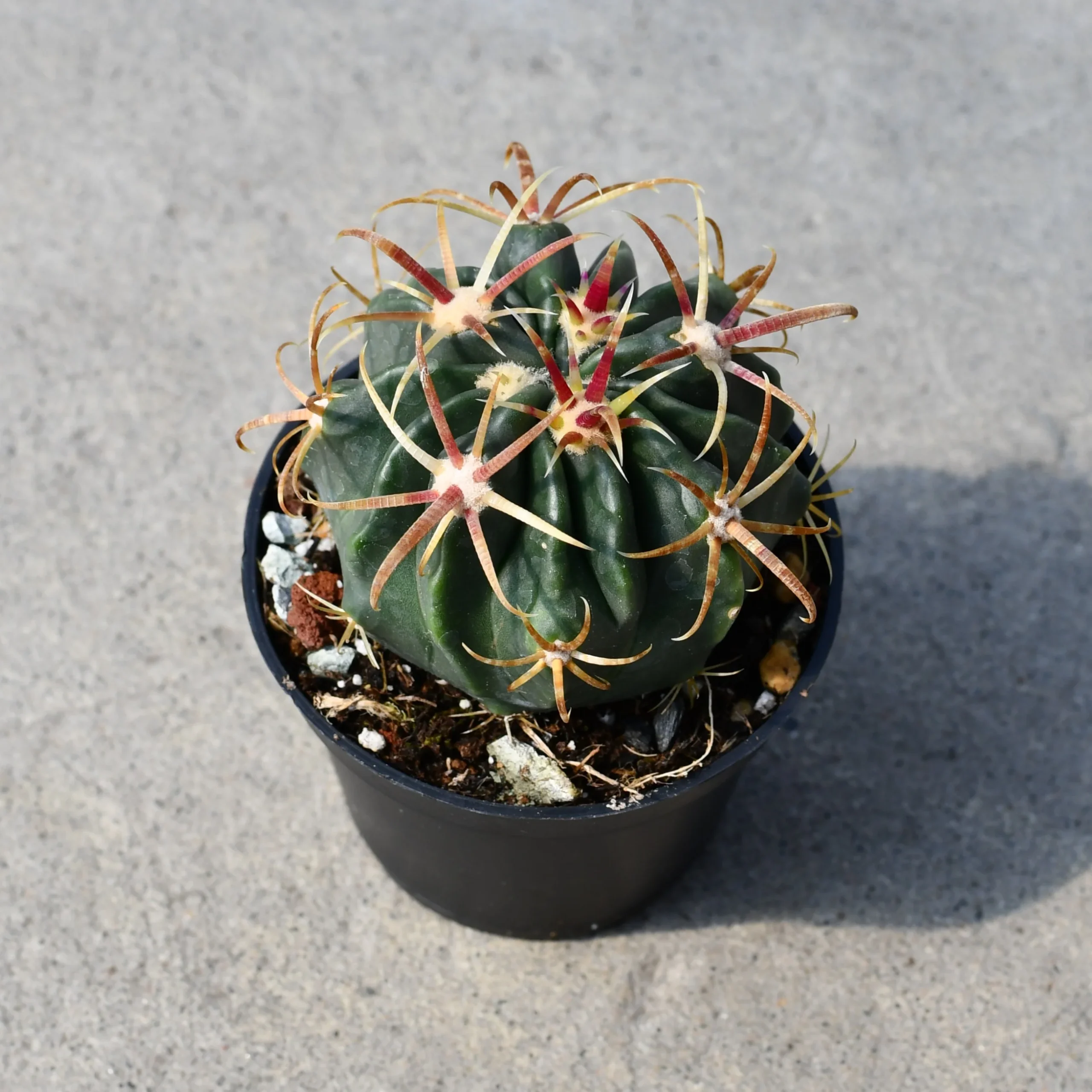 Ferocactus latispinus – Image 2