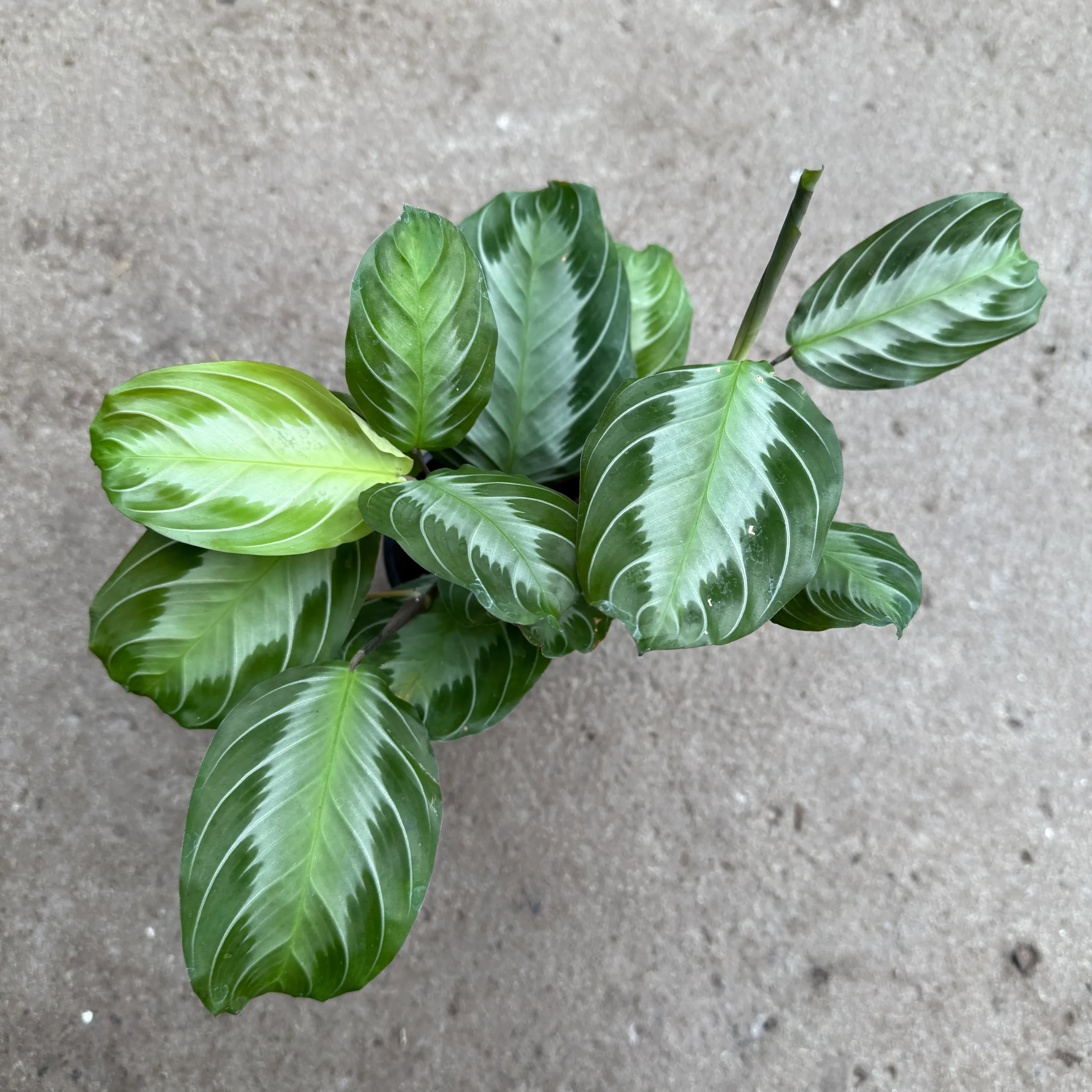 Marantha leuconeura 'Silver Band' – Image 2