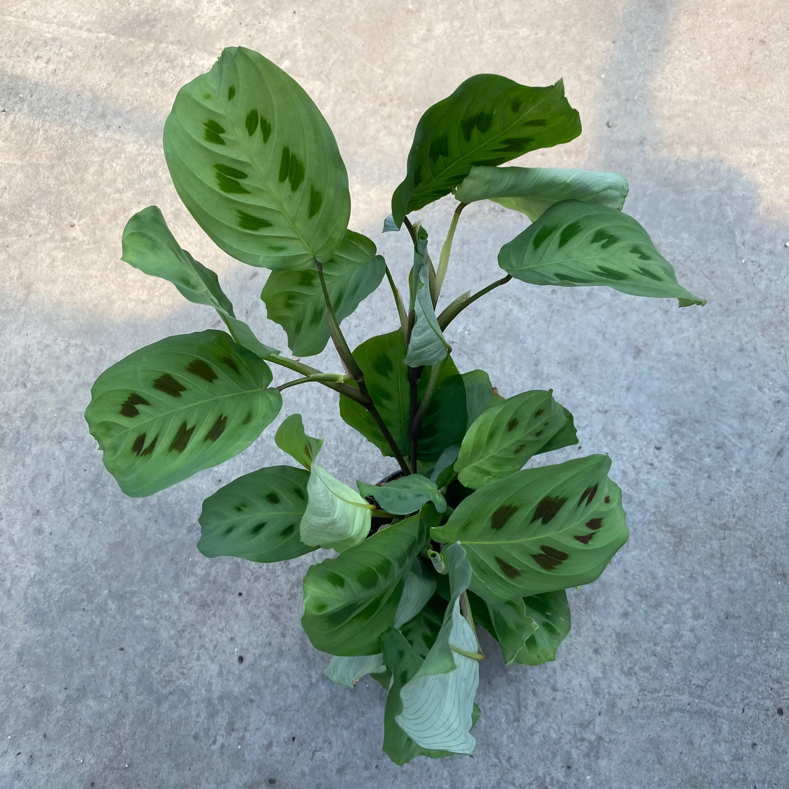Maranta leuconeura 'Kerchoveana' – Image 3