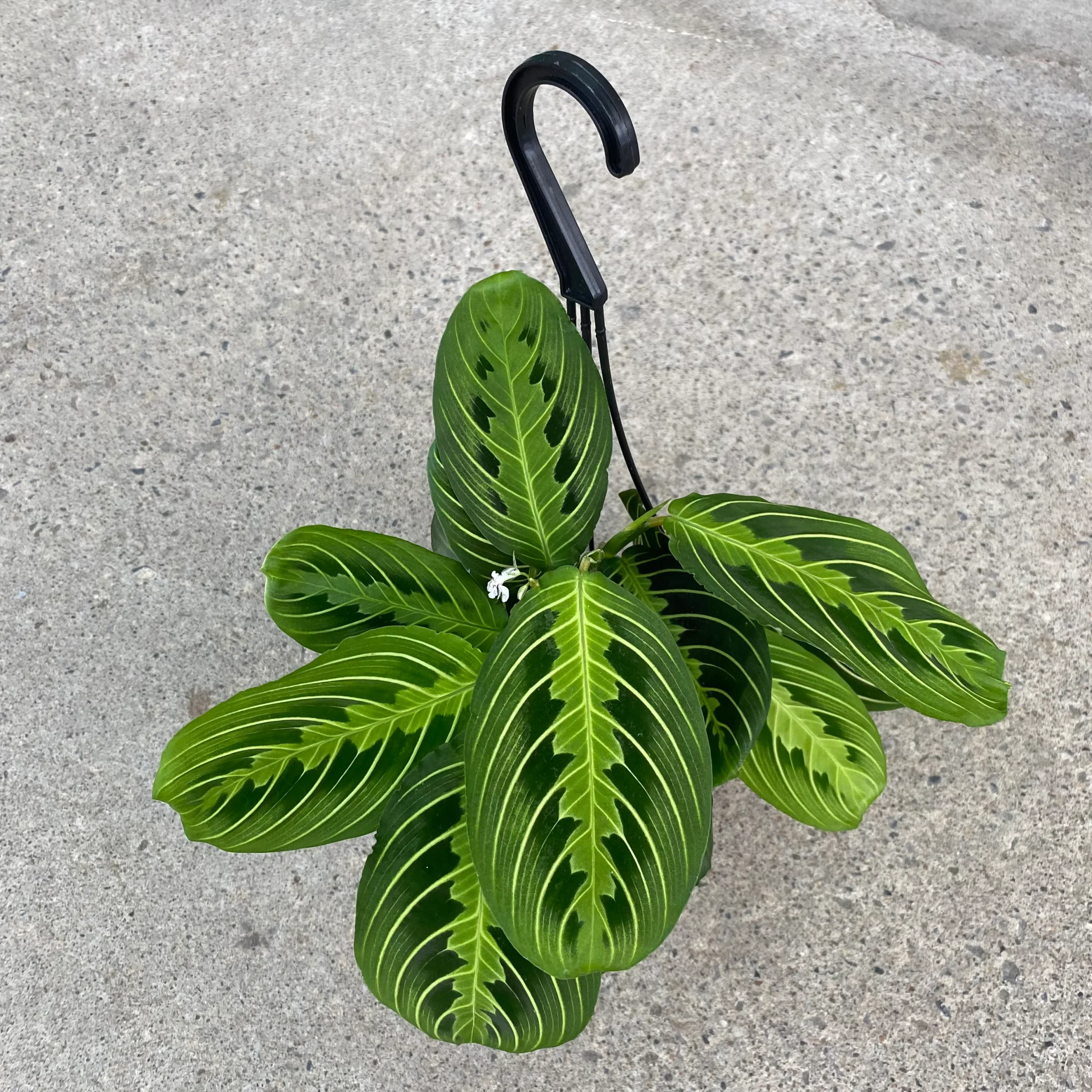 Maranta leuconeura 'Lemon lime' – Image 3