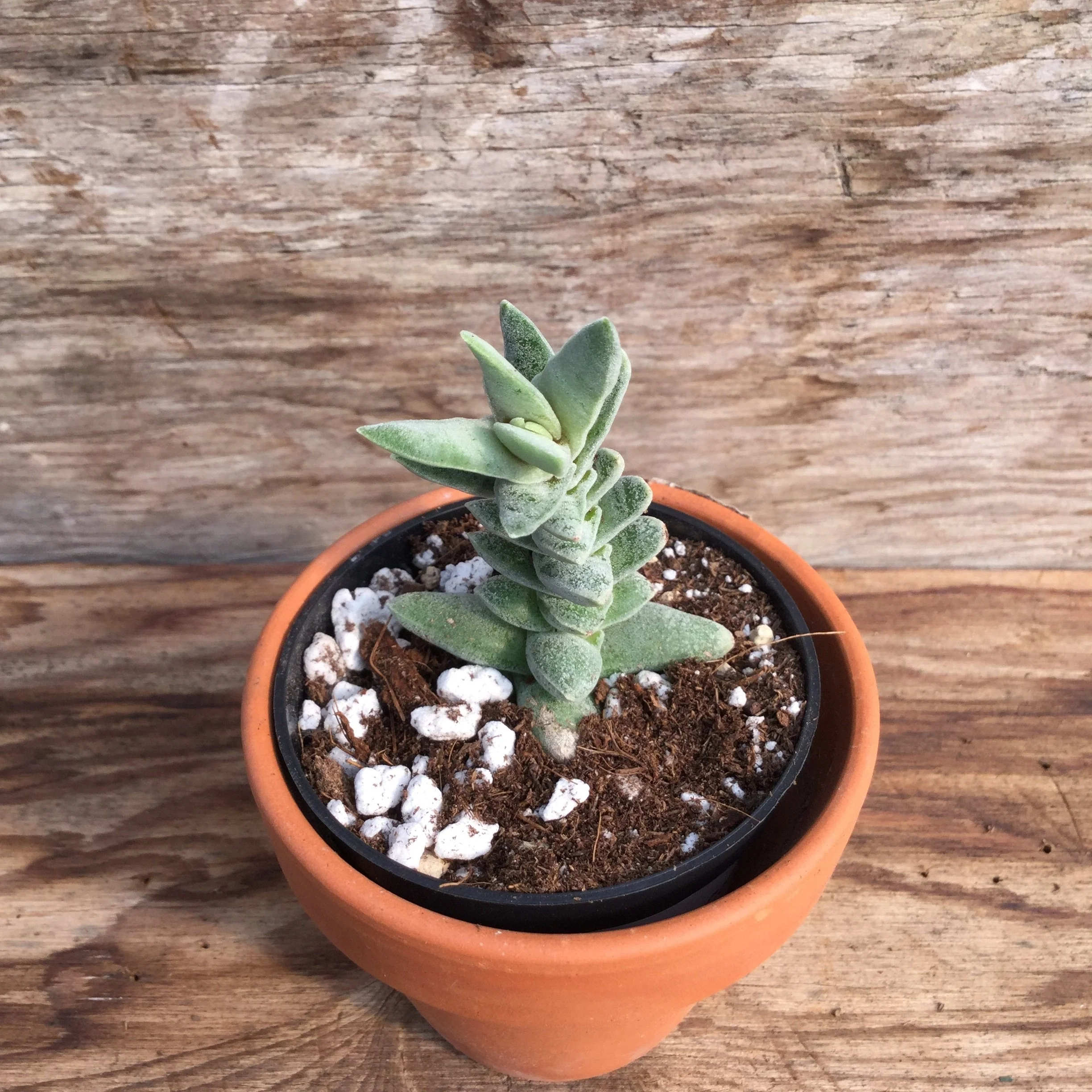 Crassula falcata 'Minor' – Image 2