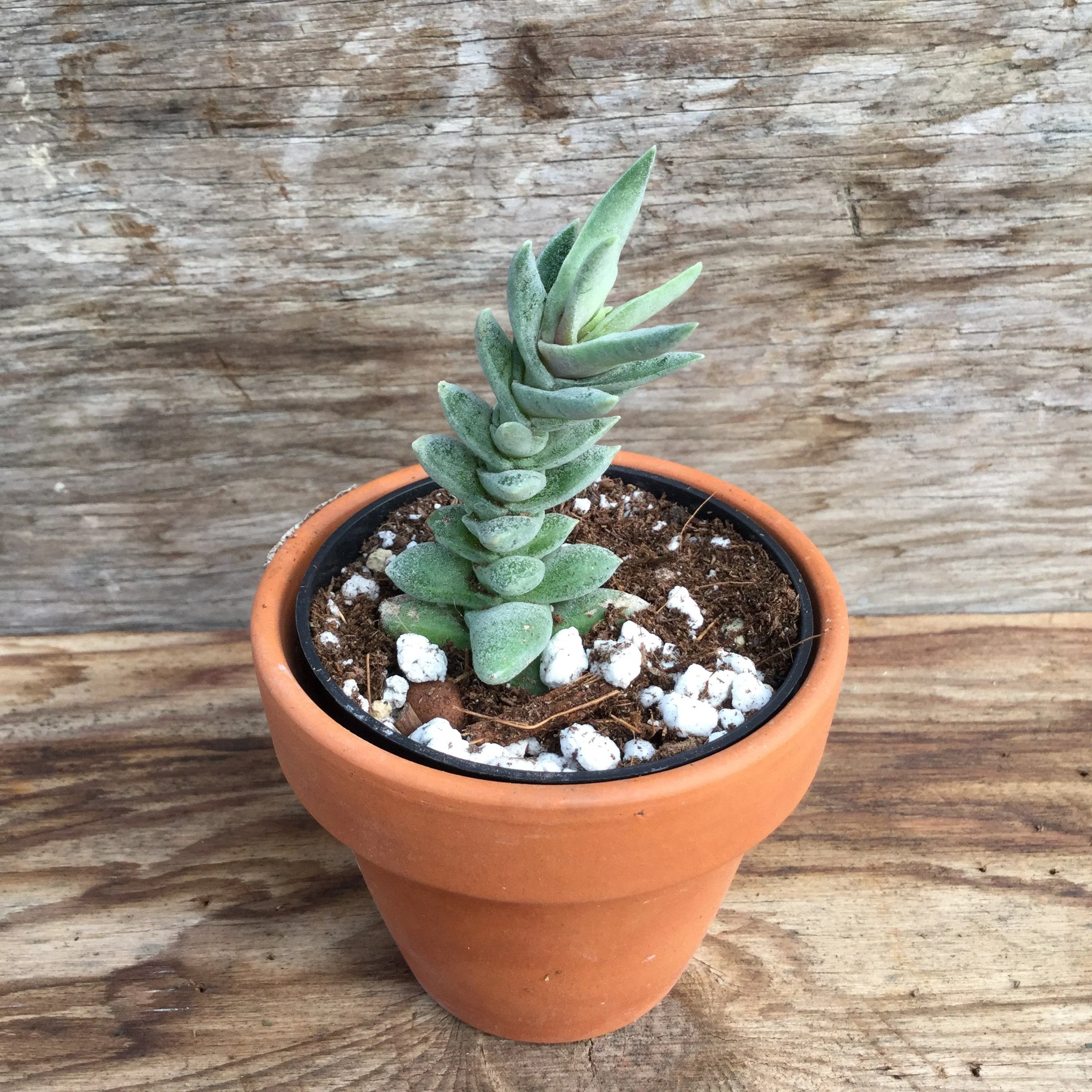 Crassula falcata 'Minor' – Image 3